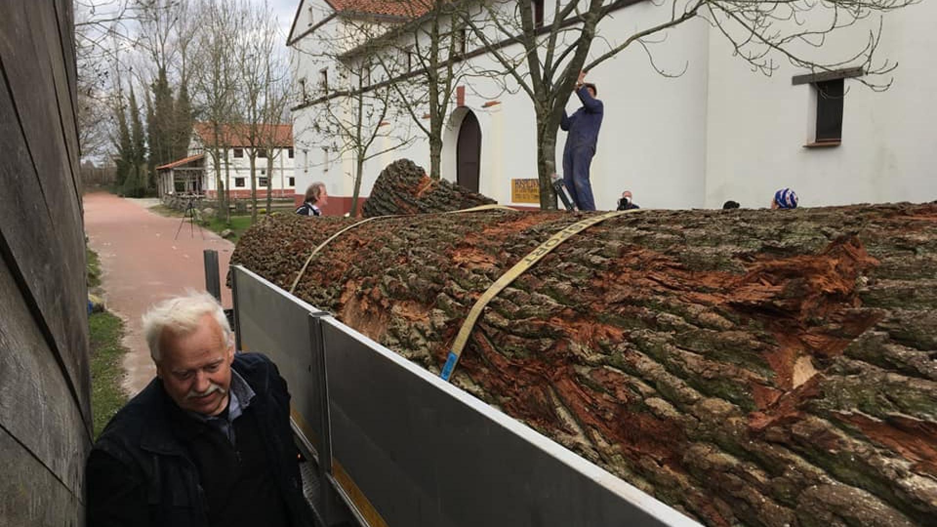 7000 Kilo eik uit de tijd van Bach